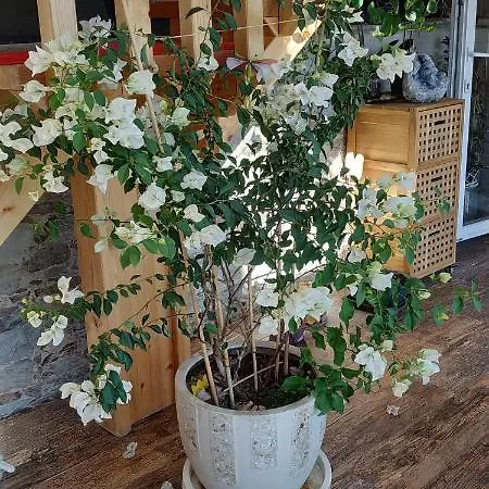 L Ame Et Son Du Coeur *