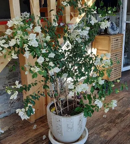 L Ame Et Son Du Coeur *